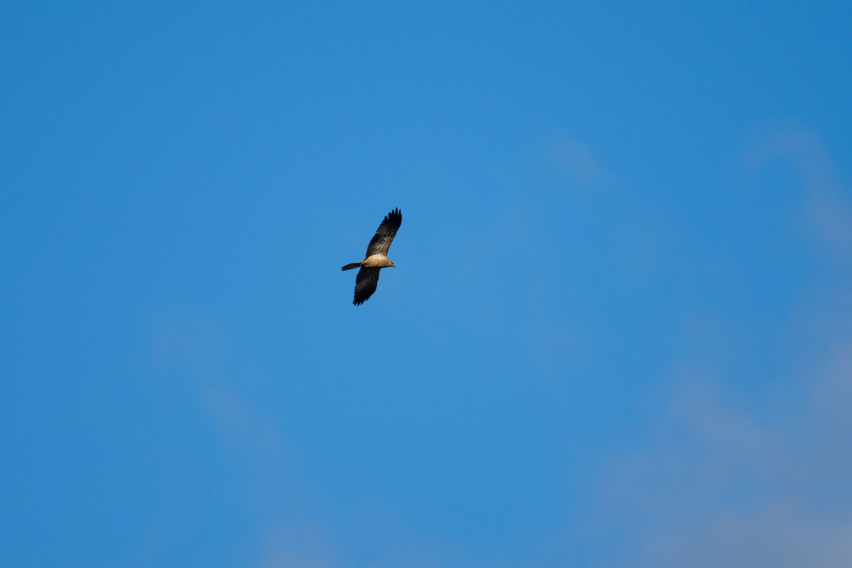 Whistling Kite - ML633382742