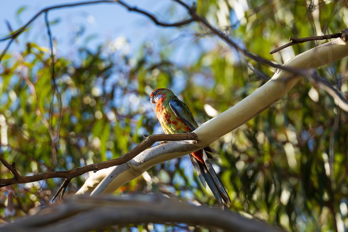 Crimson Rosella (Adelaide) - ML633382774