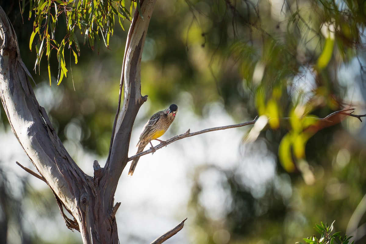 Red Wattlebird - ML633382776