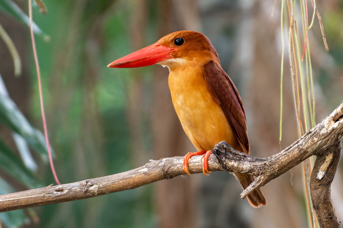 Ruddy Kingfisher - ML633382815