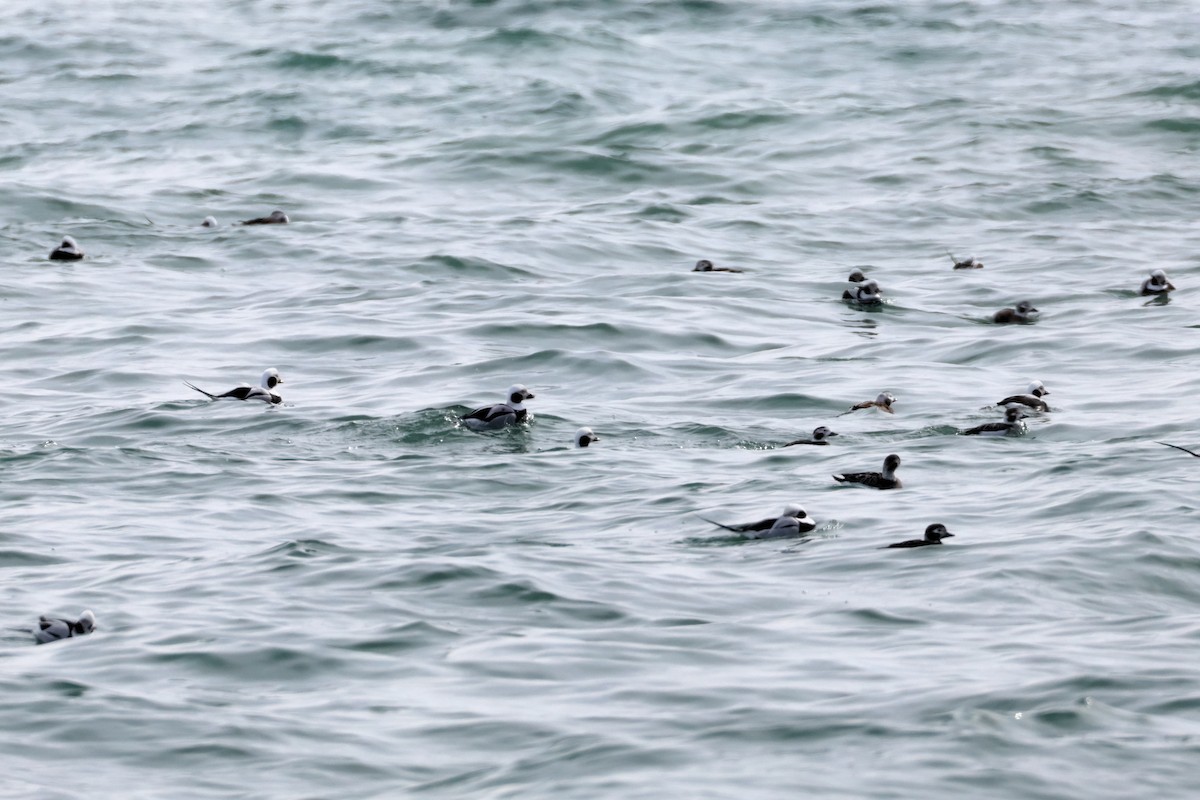 Long-tailed Duck - ML633382973