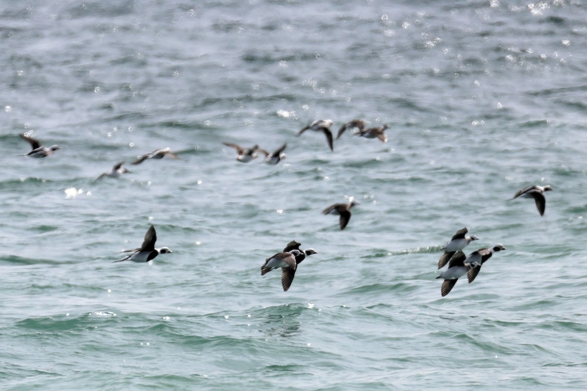 Long-tailed Duck - ML633383012
