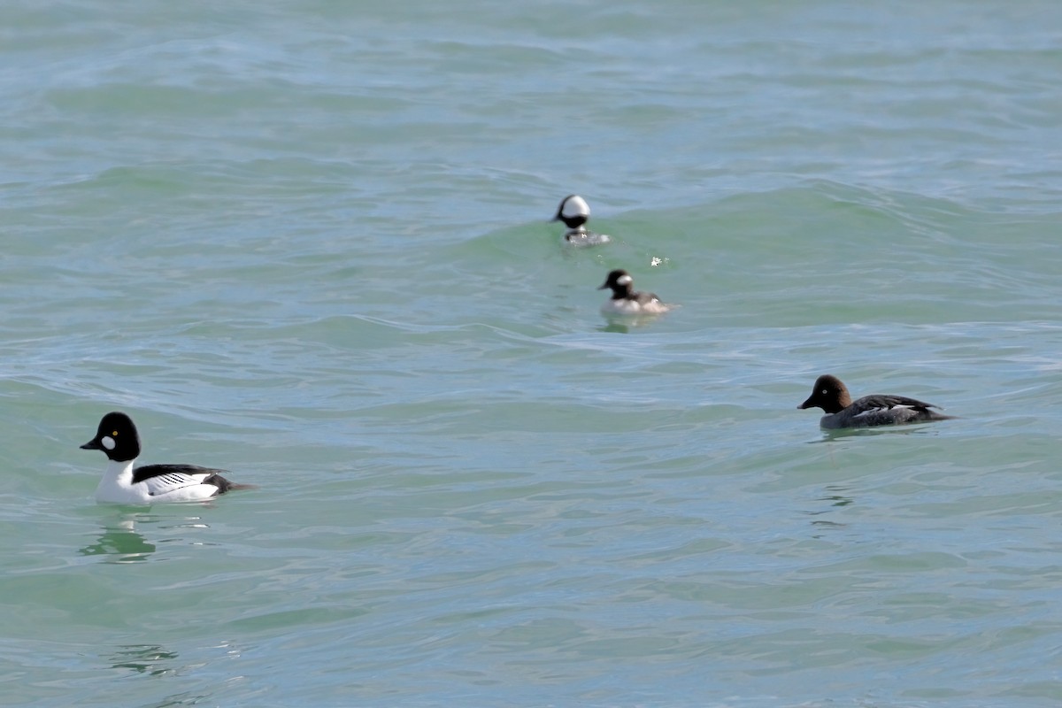 Bufflehead - ML633383056