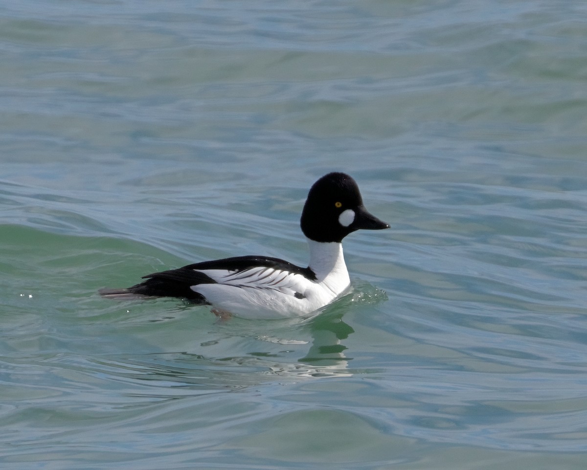 Common Goldeneye - ML633383103