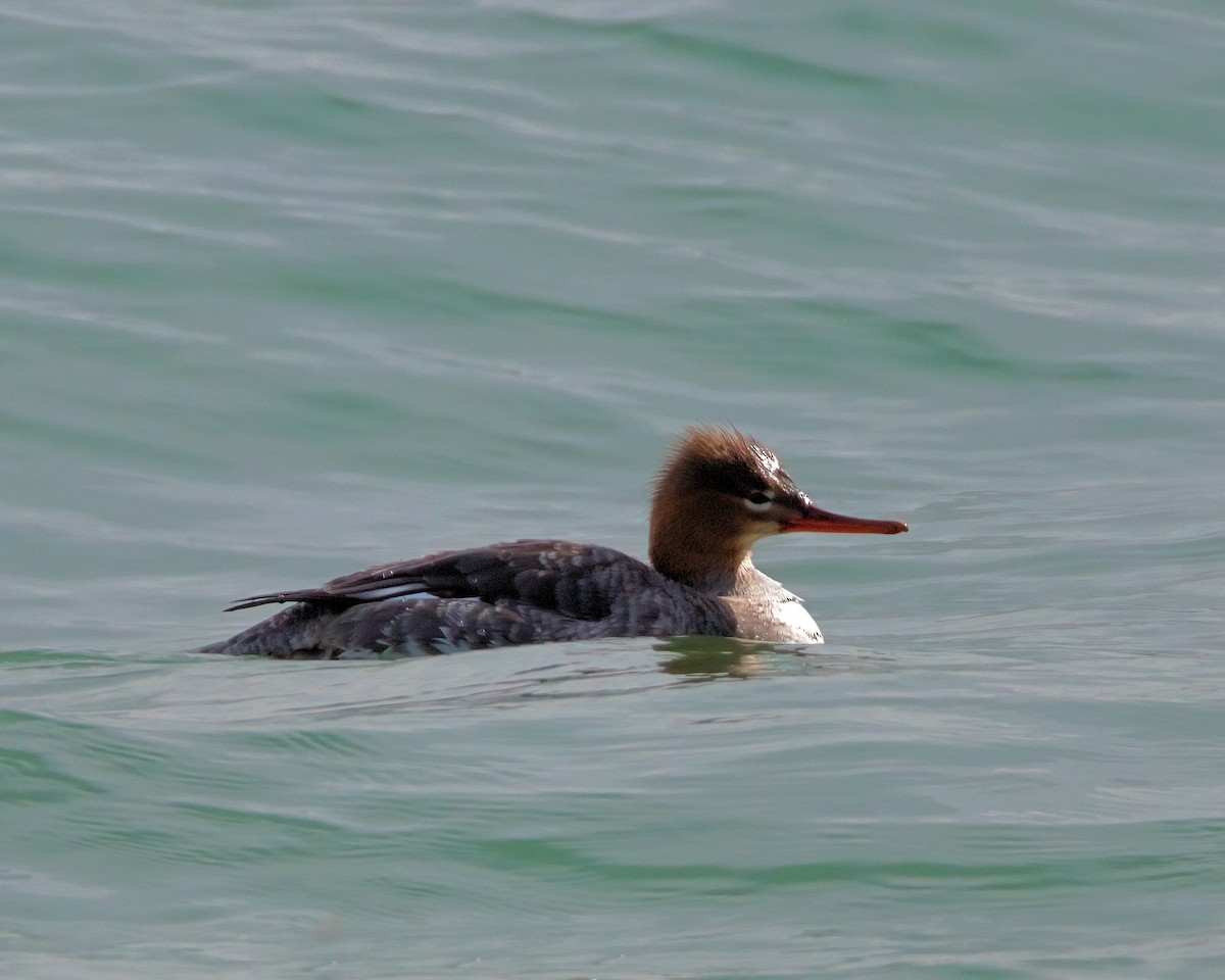 Red-breasted Merganser - ML633383134