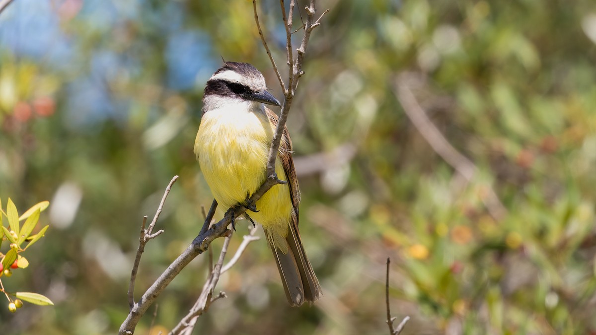 Great Kiskadee - Markus Craig
