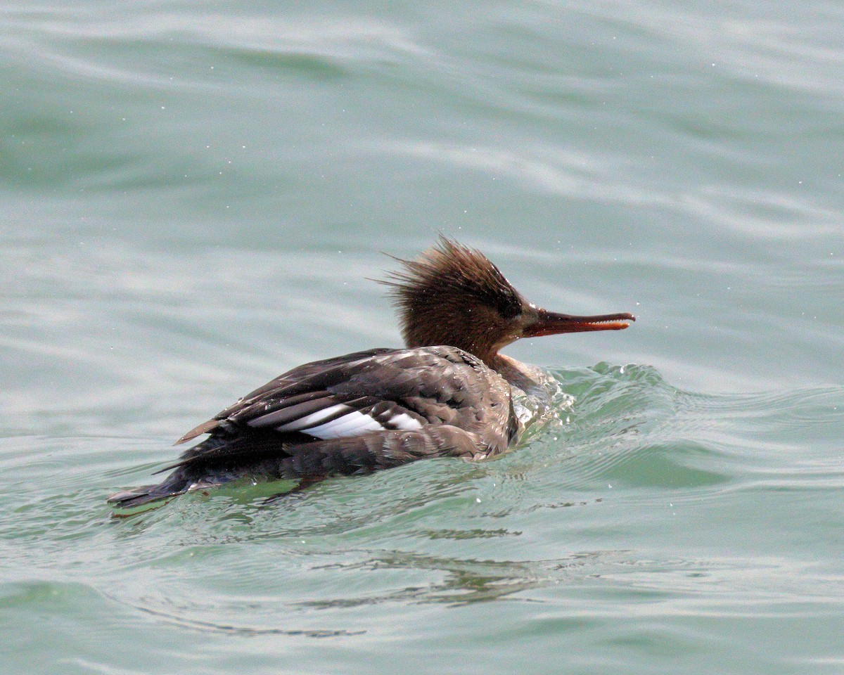 Red-breasted Merganser - ML633383177