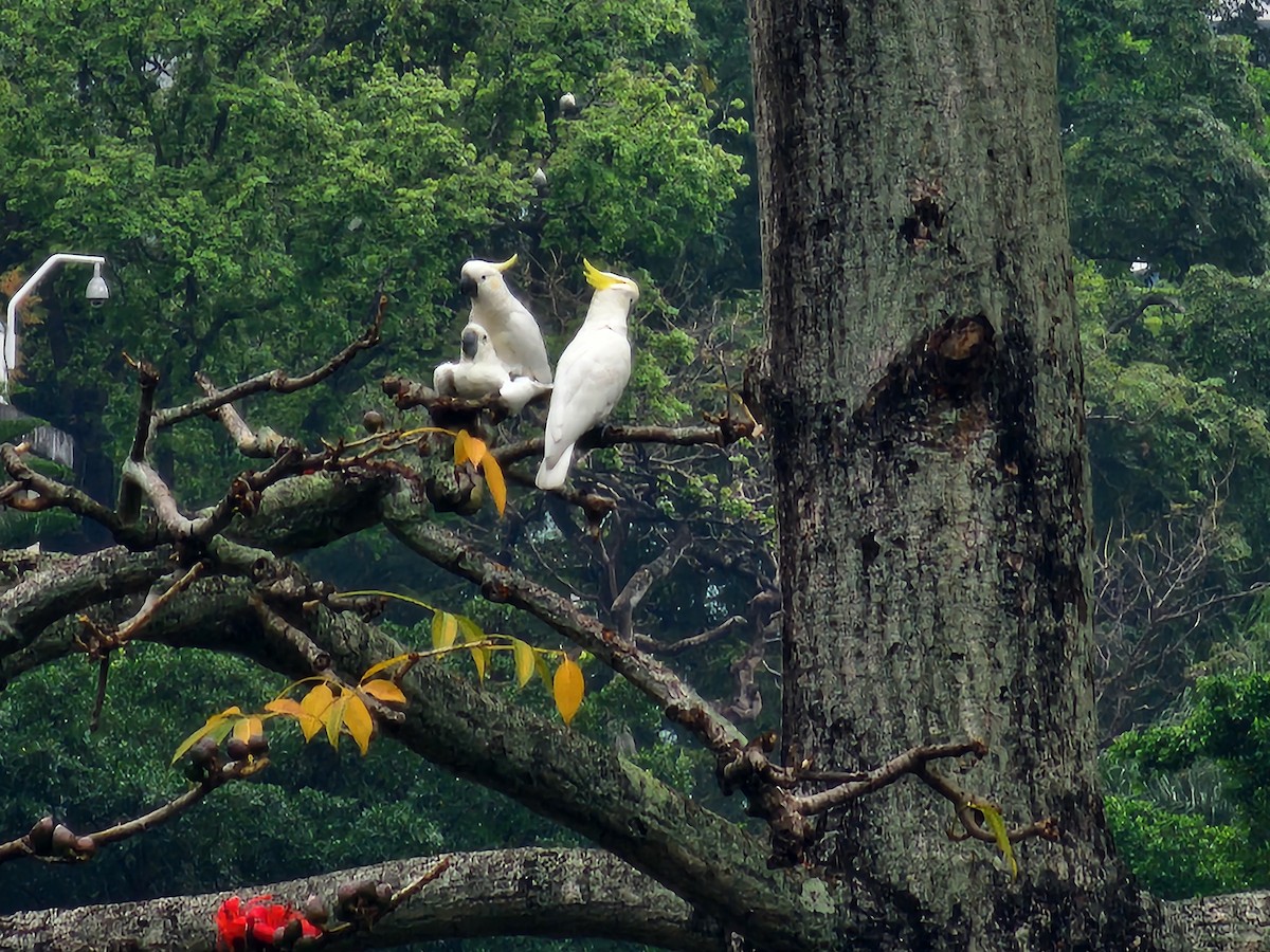 Yellow-crested Cockatoo - ML633383178