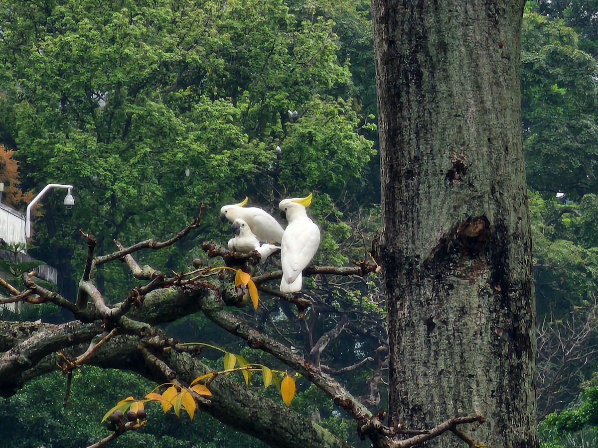 Yellow-crested Cockatoo - ML633383179