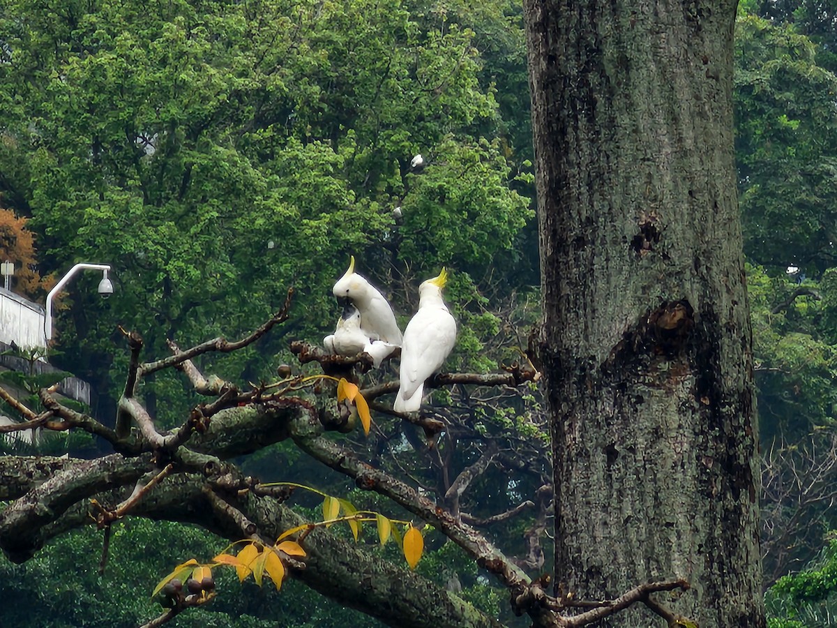 Yellow-crested Cockatoo - ML633383180