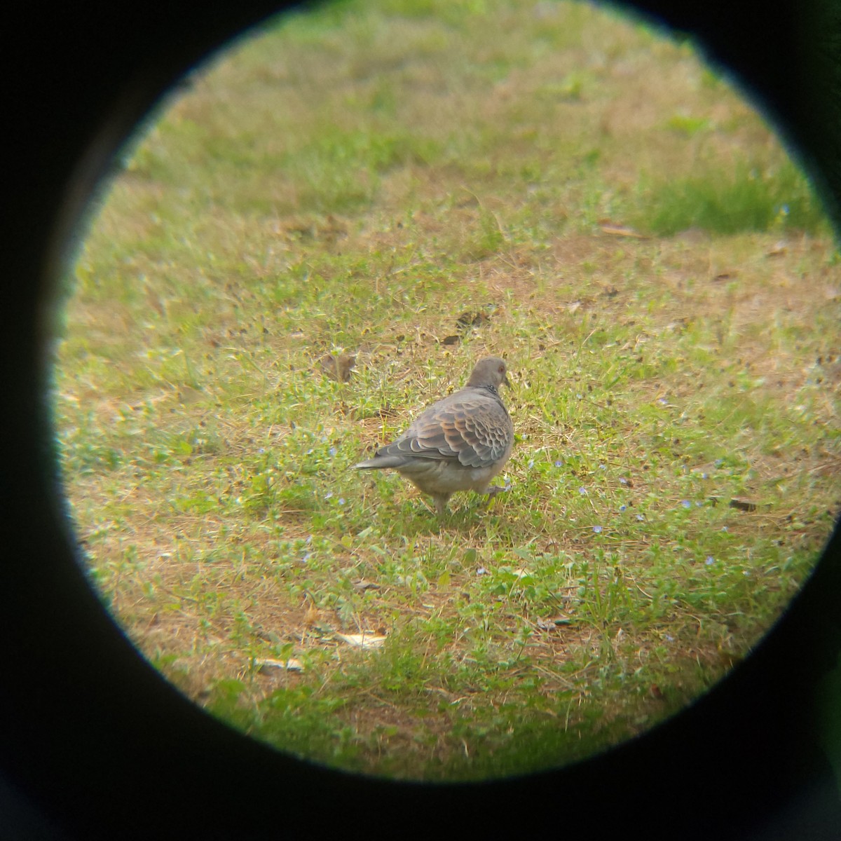 Oriental Turtle-Dove - Dusky Thrush《Zylex47》