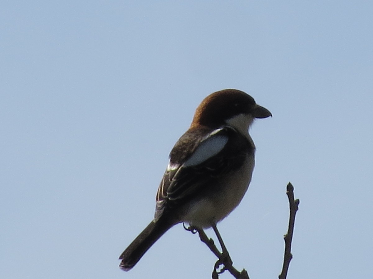 Woodchat Shrike (Balearic) - ML633383536
