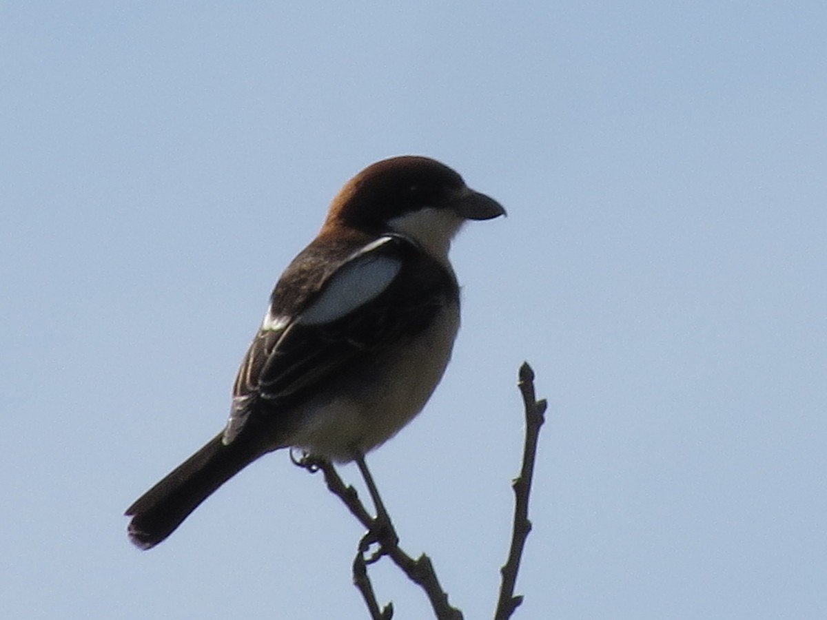Woodchat Shrike (Balearic) - ML633383537