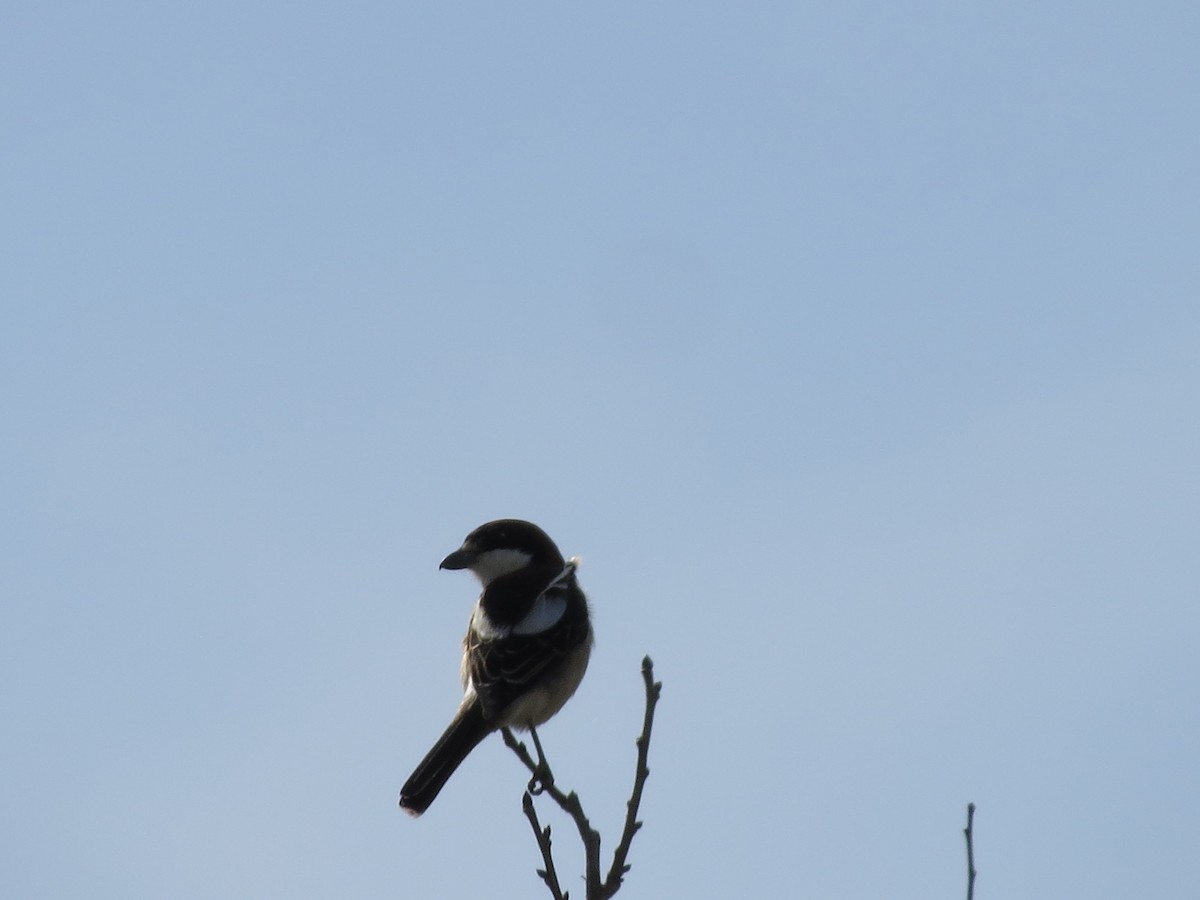 Woodchat Shrike (Balearic) - ML633383538