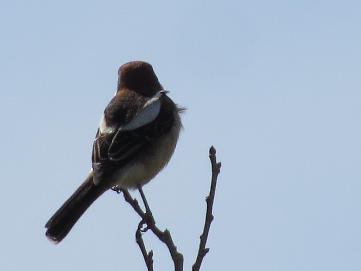 Woodchat Shrike (Balearic) - ML633383539