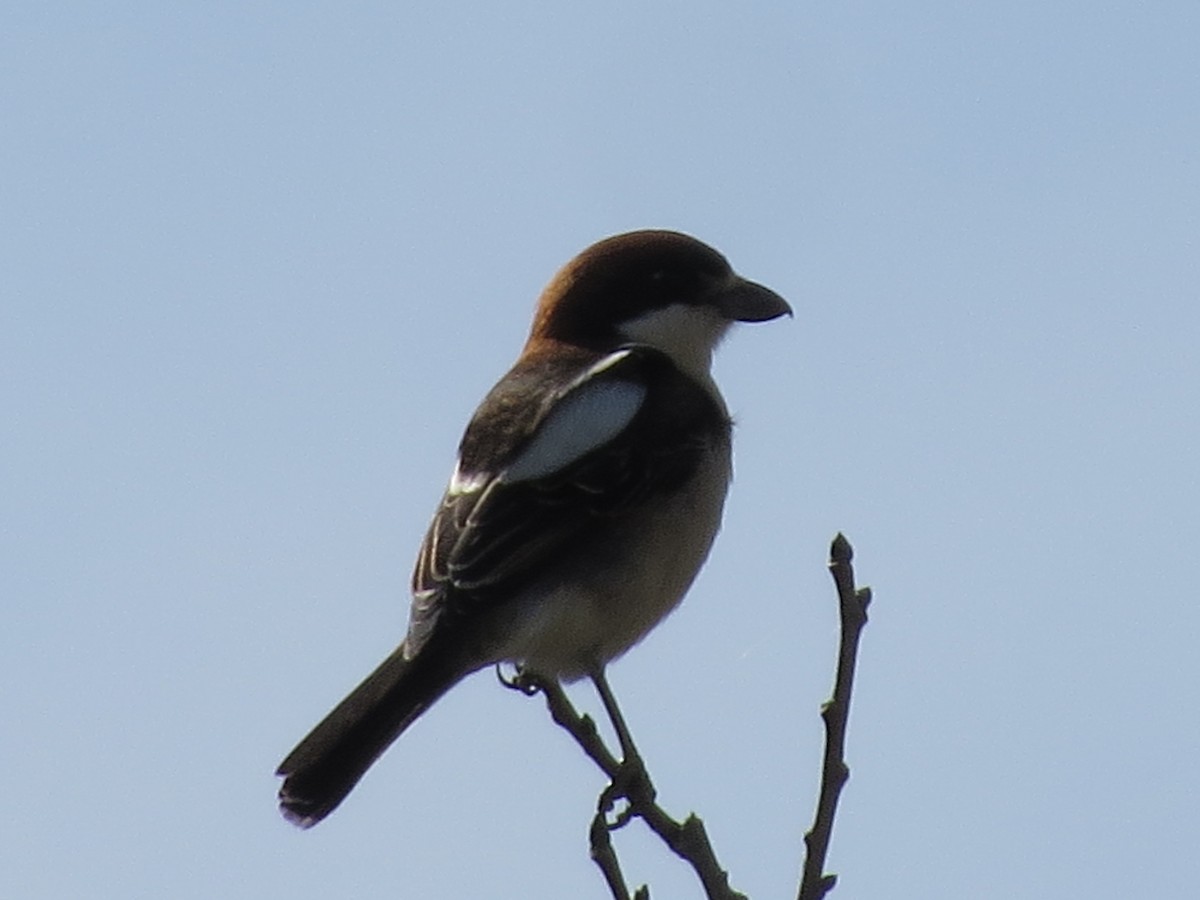 Woodchat Shrike (Balearic) - ML633383540
