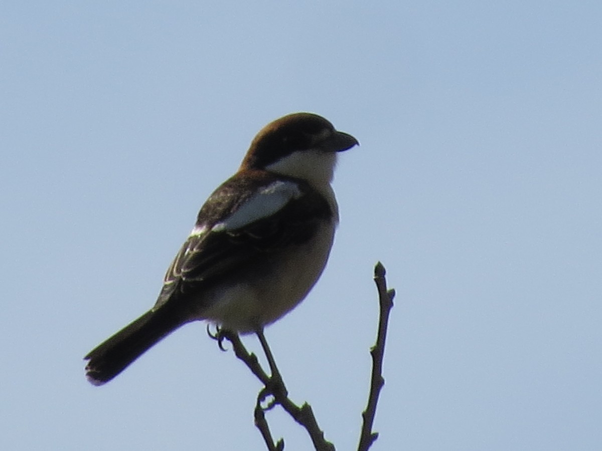 Woodchat Shrike (Balearic) - ML633383541