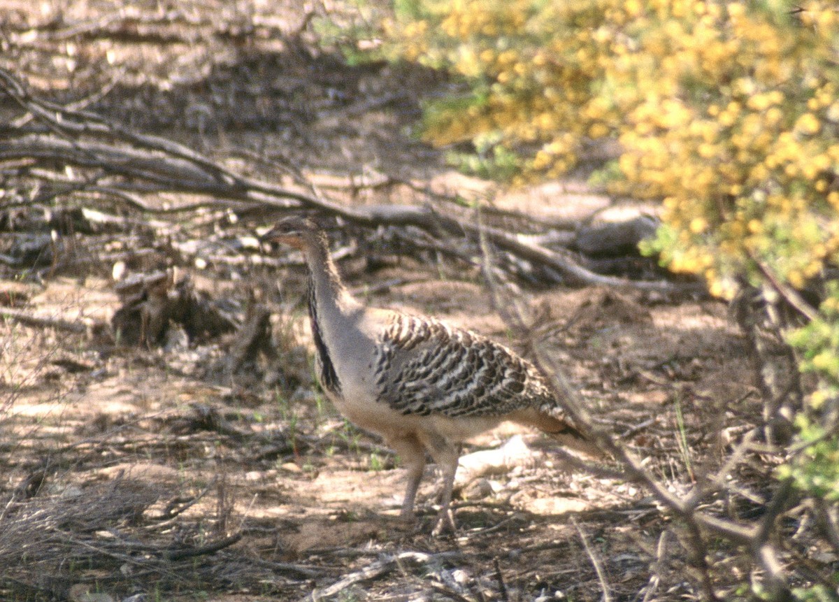 Malleefowl - ML633383546