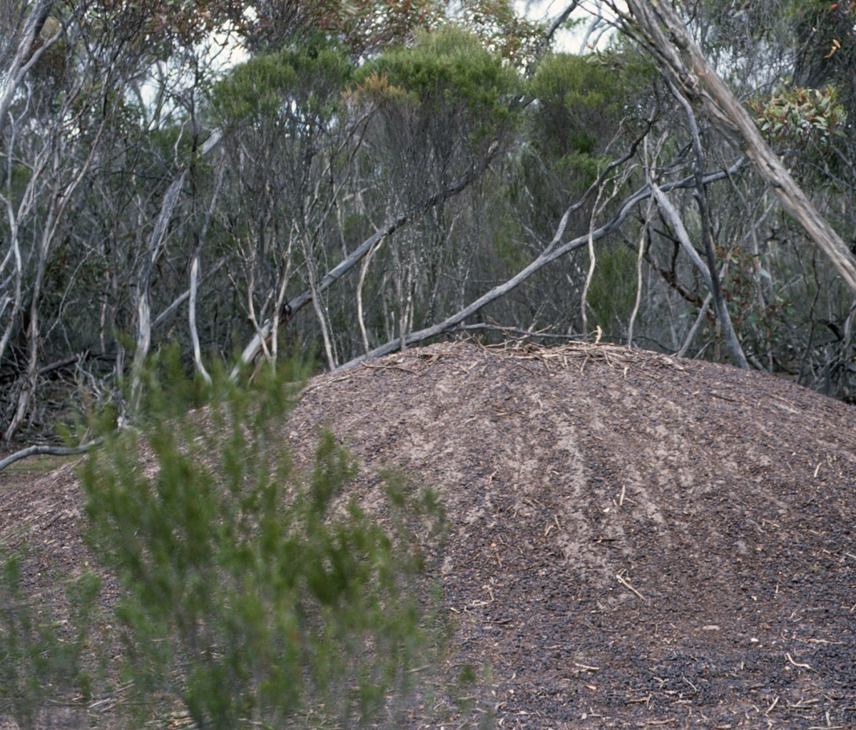 Malleefowl - ML633383554