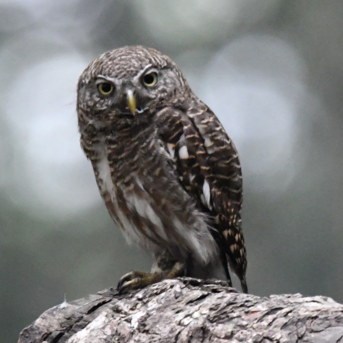 Asian Barred Owlet - ML633383556