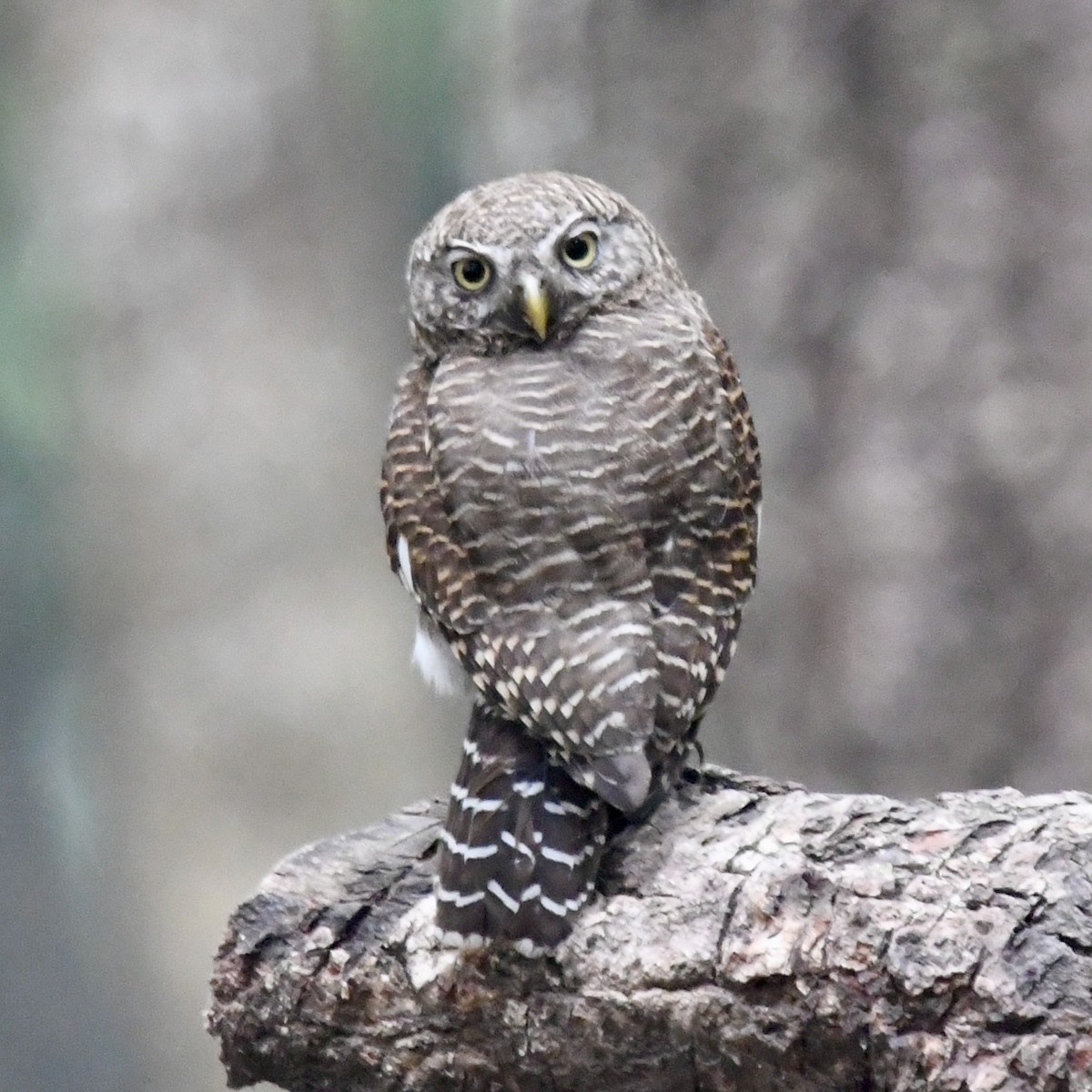 Asian Barred Owlet - ML633383557
