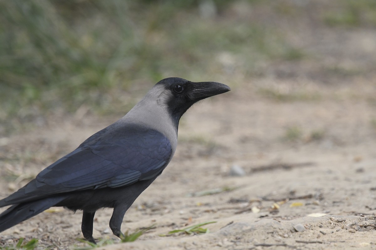 House Crow - ML633383564