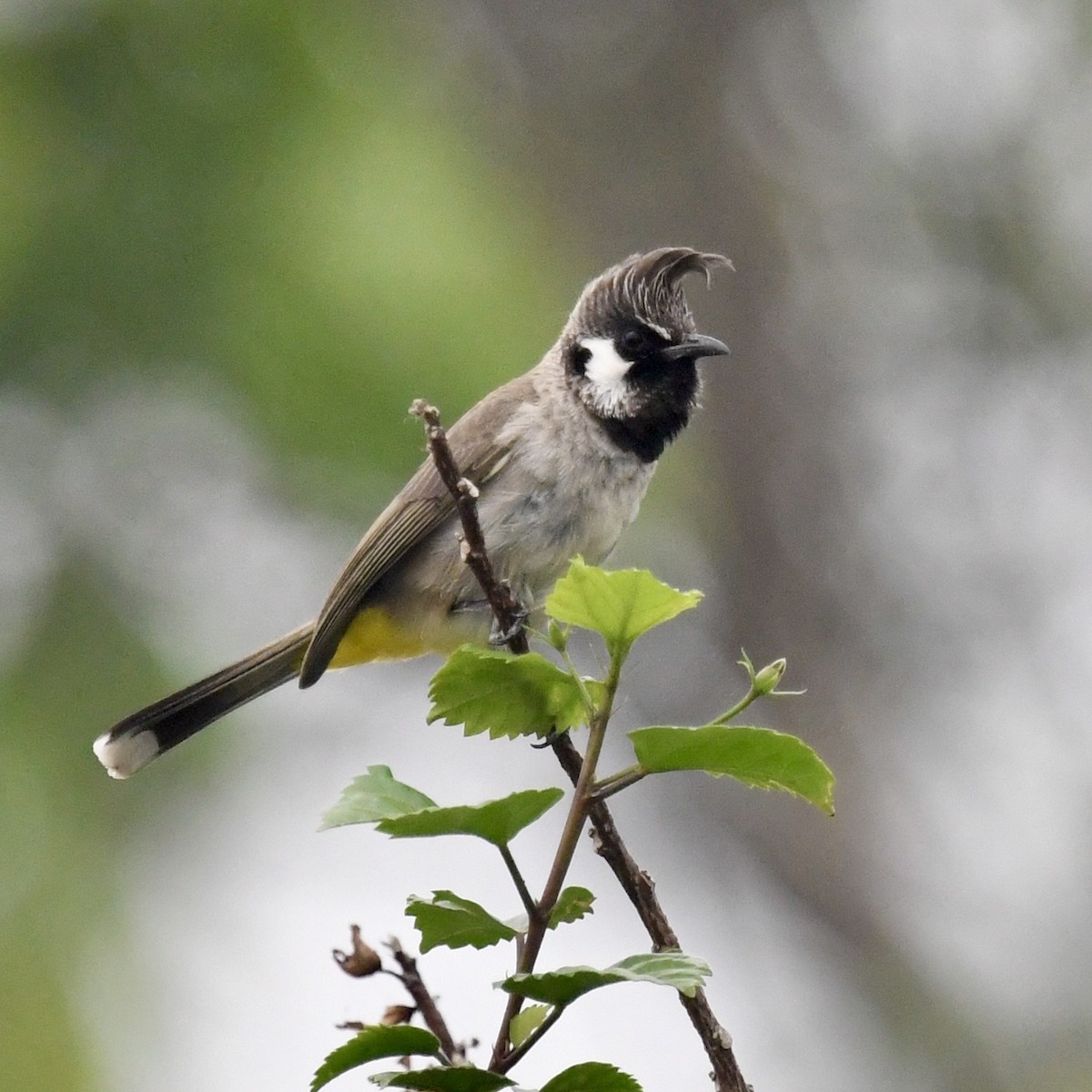 Himalayan Bulbul - ML633383568