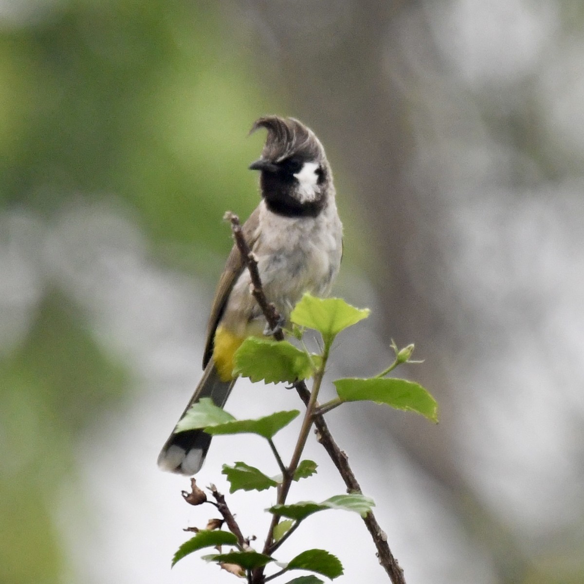 Himalayan Bulbul - ML633383569