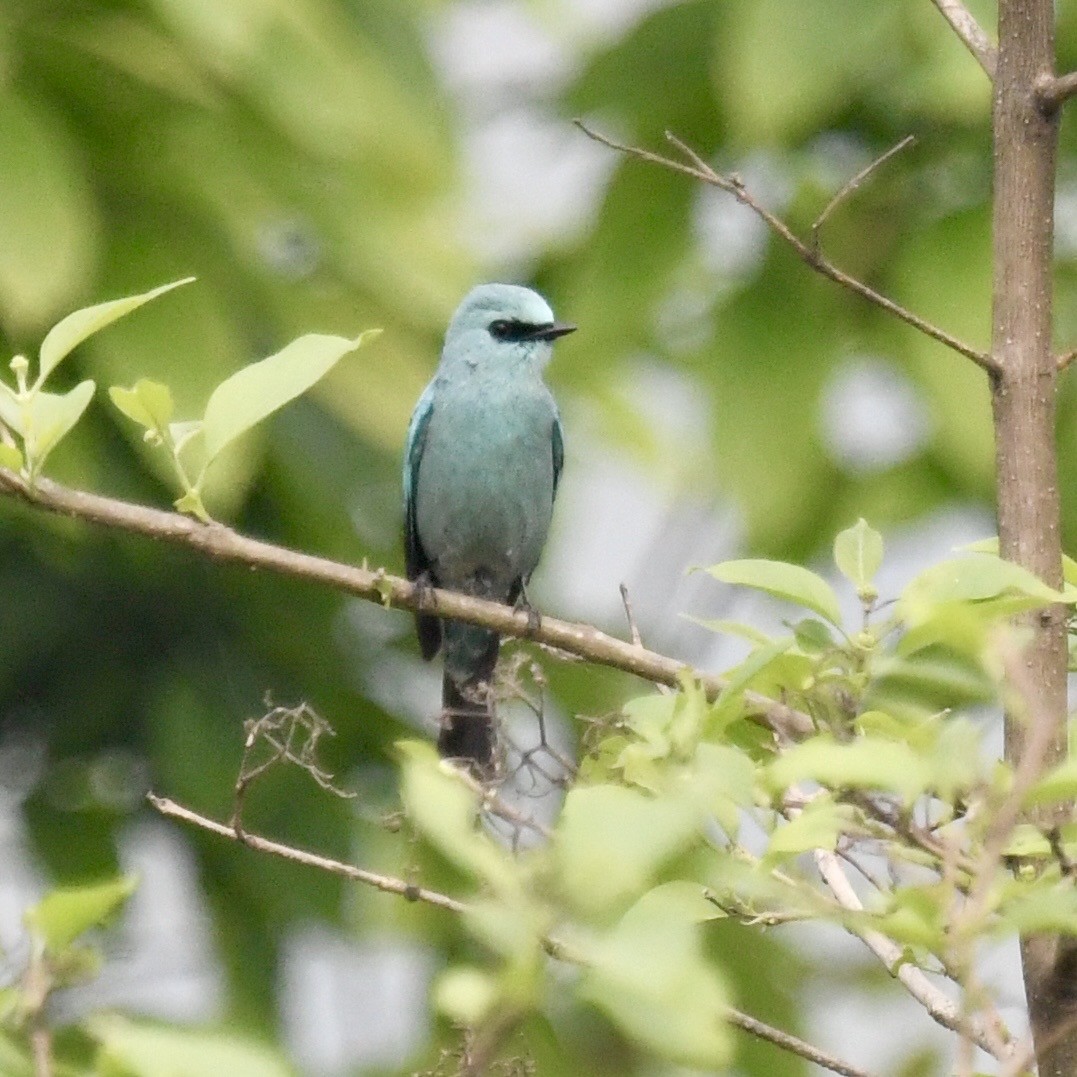 Verditer Flycatcher - ML633383573
