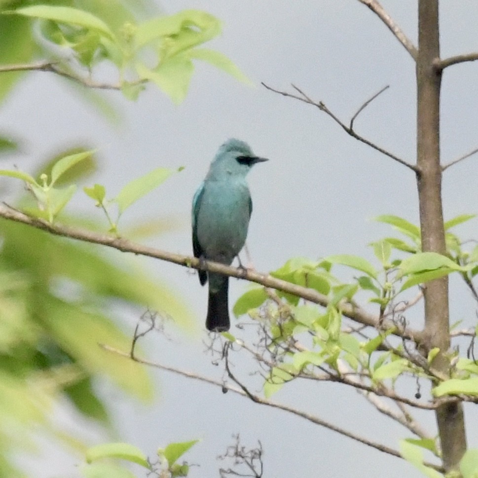 Verditer Flycatcher - ML633383574