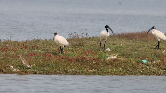Ibis Oriental - ML633383645