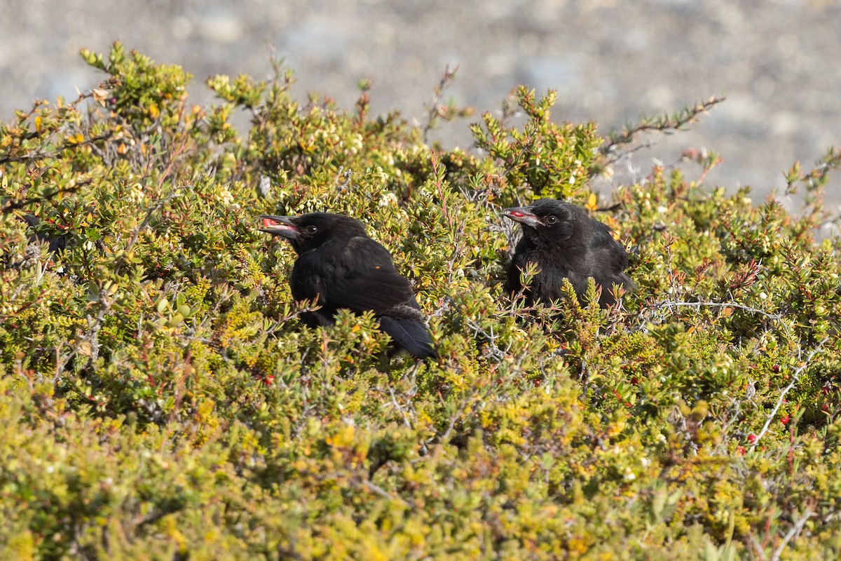 Austral Blackbird - ML633383697
