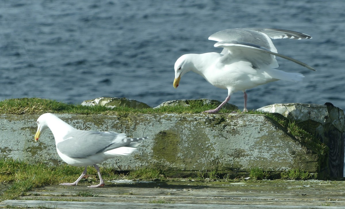 Glaucous-winged Gull - ML633383759