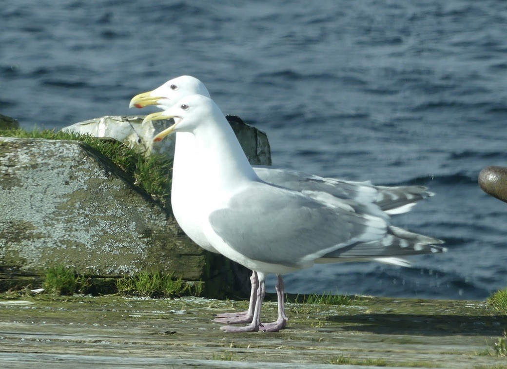 Glaucous-winged Gull - ML633383764