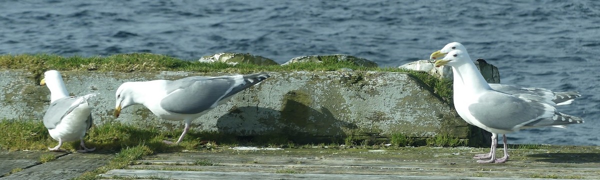 Glaucous-winged Gull - ML633383765