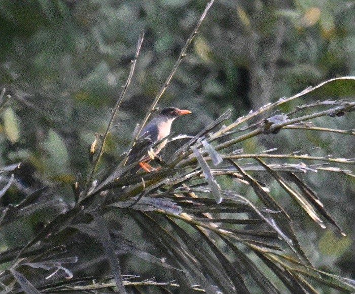 Indian Blackbird - ML633383783