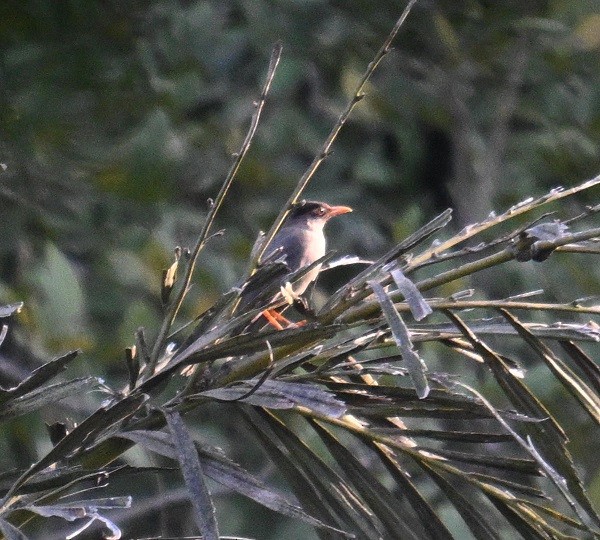 Indian Blackbird - ML633383784