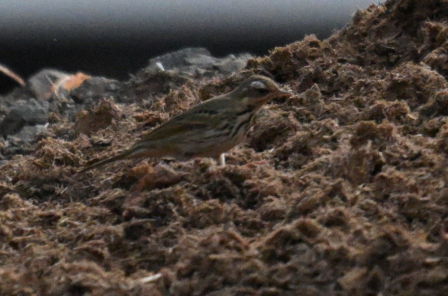 Olive-backed Pipit - ML633383793