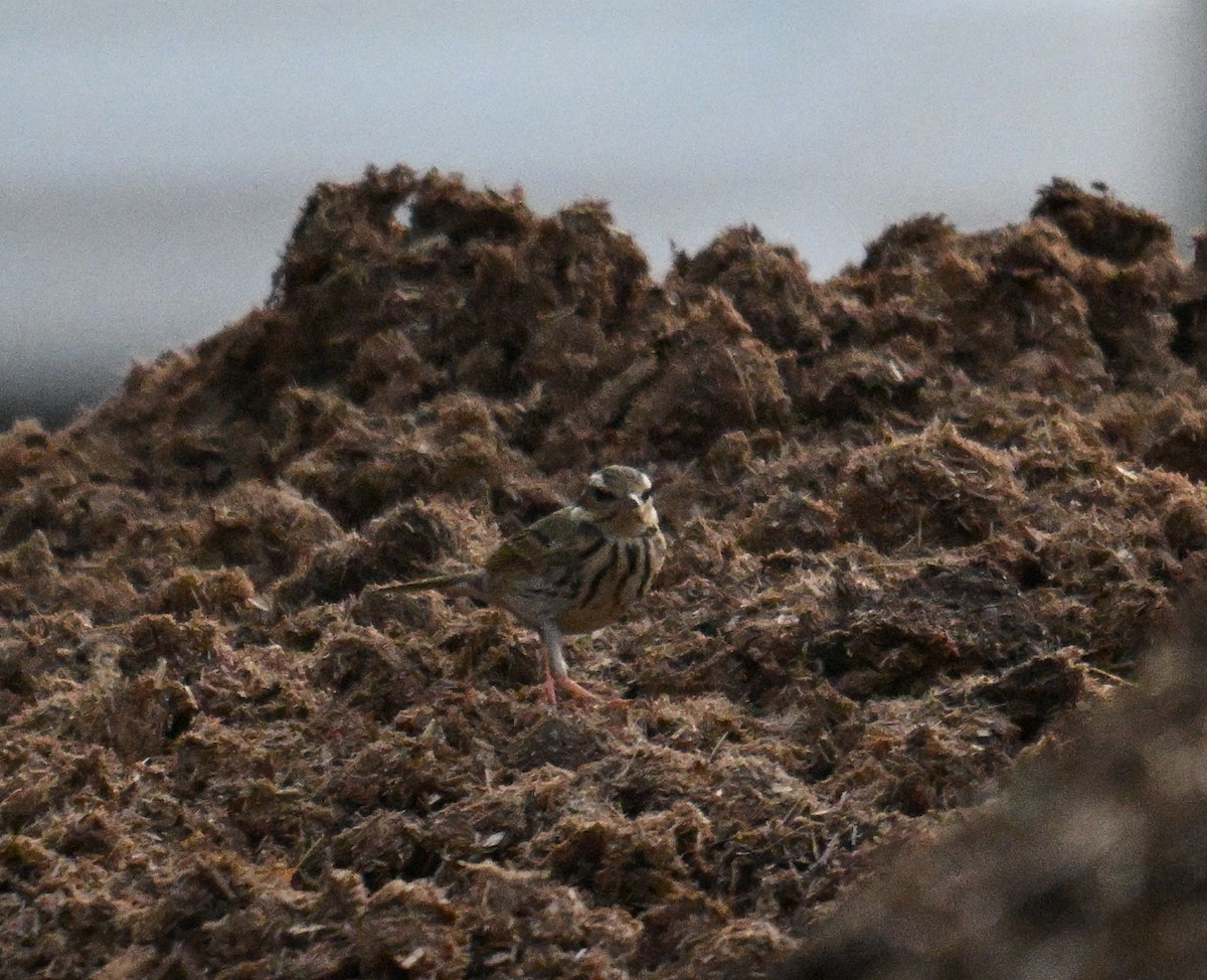 Olive-backed Pipit - ML633383794