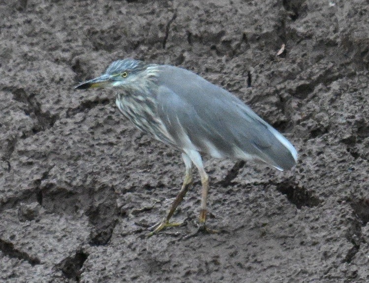 Indian Pond-Heron - ML633383796