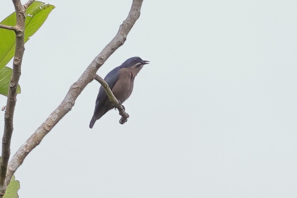 Whiskered Flowerpecker - ML633383813