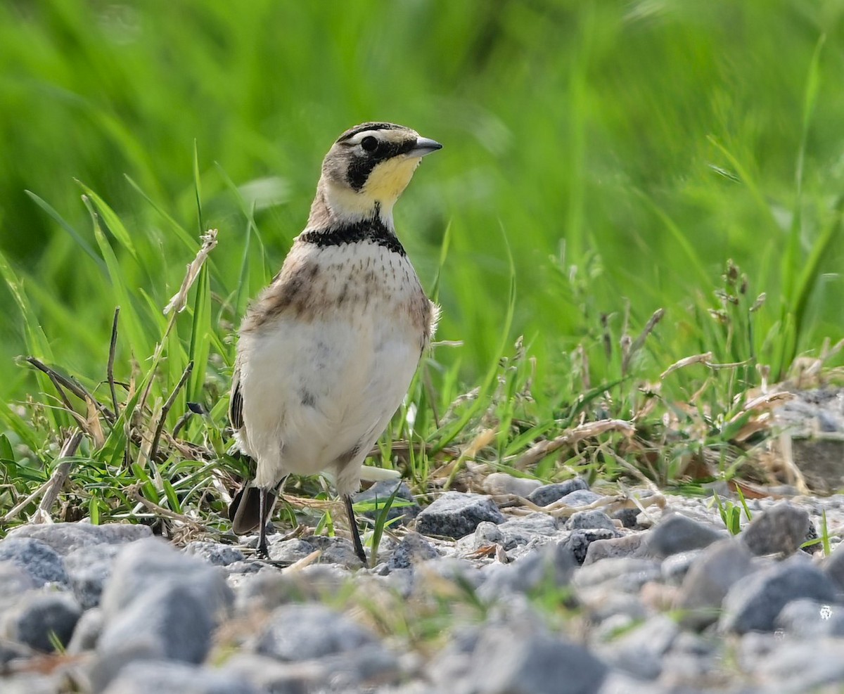 Horned Lark - ML633383879