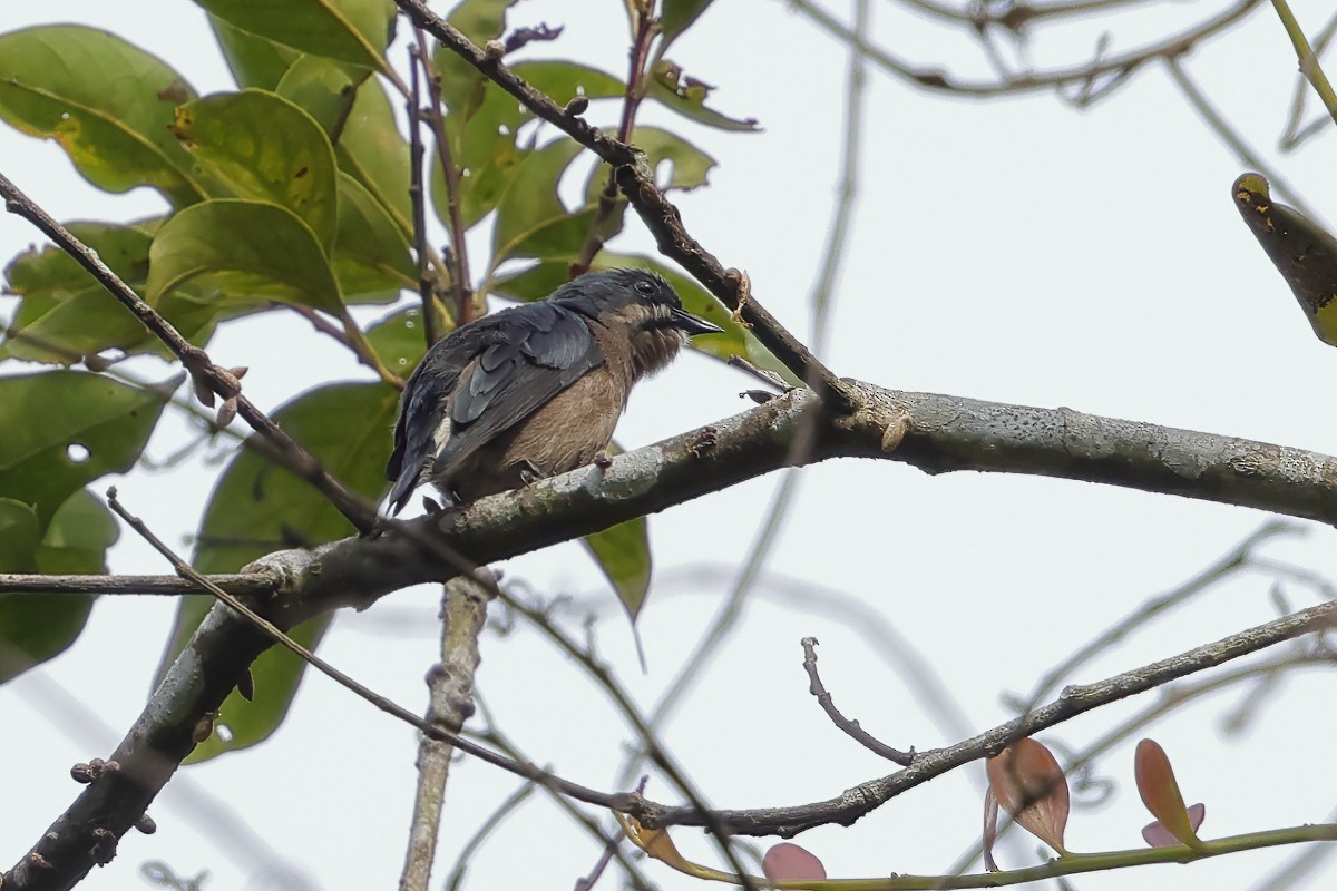 Whiskered Flowerpecker - ML633383888