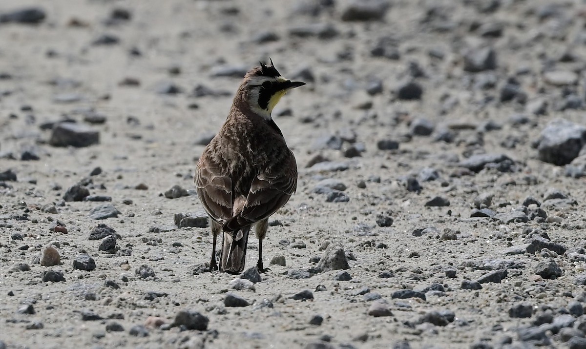 Horned Lark - ML633383890