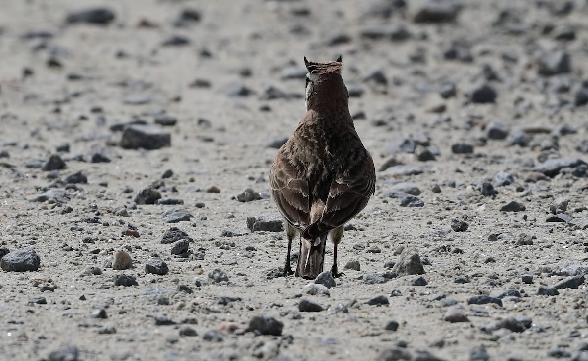 Horned Lark - ML633383891