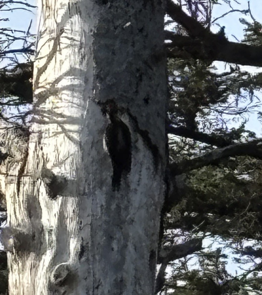 Hairy Woodpecker (Pacific) - ML633383914