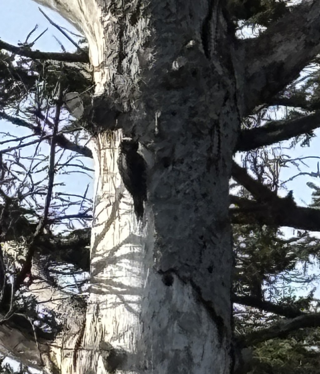 Hairy Woodpecker (Pacific) - ML633383915