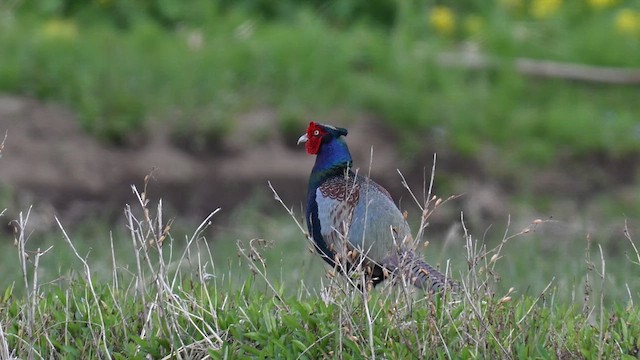 キジ - eBird