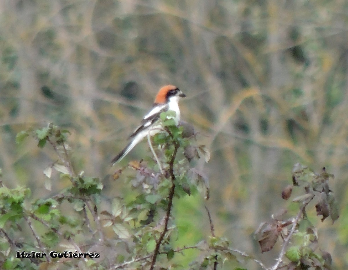 Woodchat Shrike - ML633383952