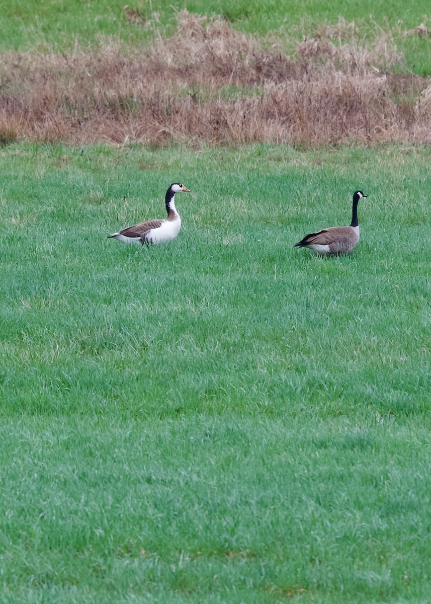 Swan x Canada Goose (hybrid) - Jon Cefus